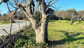 Земля за 220 000 евро на Корфу, Греция