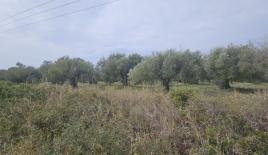 Земля за 250 000 евро на Кассандре, Греция