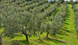 Земля за 350 000 евро на Халкидиках, Греция