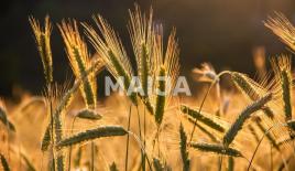 Земля за 7 200 000 евро в Латвии