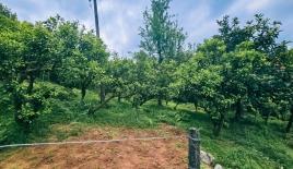Земля за 43 844 евро в Батуми, Грузия