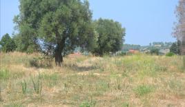 Земля за 475 000 евро на Кассандре, Греция