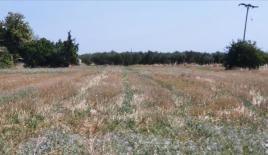 Земля за 150 000 евро на Халкидиках, Греция