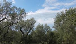 Земля за 450 000 евро на Корфу, Греция