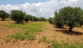 Земля за 430 000 евро в Ситонии, Греция