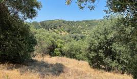 Земля за 155 000 евро на Корфу, Греция