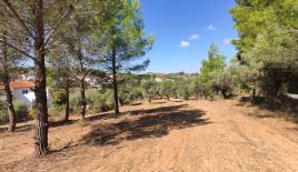 Земля за 150 000 евро в Ситонии, Греция