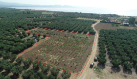 Земля за 160 000 евро на Халкидиках, Греция