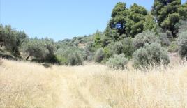 Земля за 280 000 евро в Ситонии, Греция