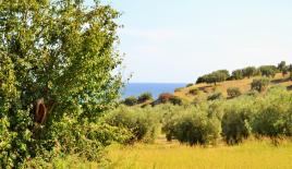 Земля за 180 000 евро на Кассандре, Греция