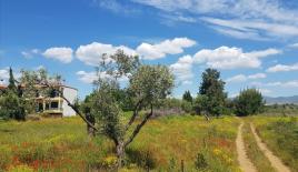 Земля за 150 000 евро в Ситонии, Греция