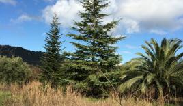 Земля за 200 000 евро в Ситонии, Греция