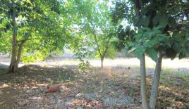 Земля за 280 000 евро на Корфу, Греция