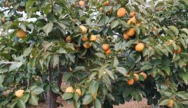 Дом под реконструкцию за 100 000 евро в Валенсии, Испания