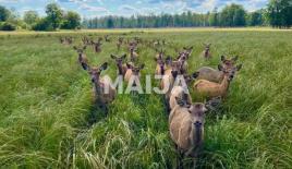 Коммерческая недвижимость за 800 000 евро в Латвии