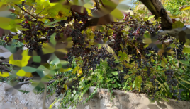 Квартира за 590 000 евро в Любляне, Словения