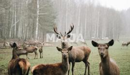 Вилла за 3 200 000 евро в Елгаве, Латвия