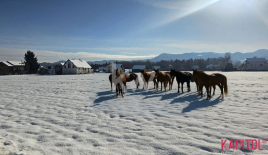 Ферма за 170 000 евро в Целе, Словения