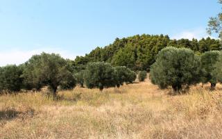 Земля за 300 000 евро на Кассандре, Греция