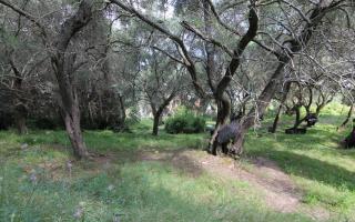 Земля за 350 000 евро на Корфу, Греция