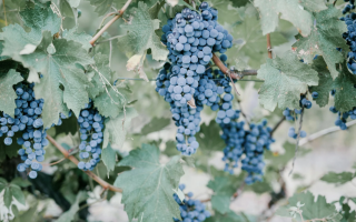 Производство за 1 675 000 евро в Варне, Болгария