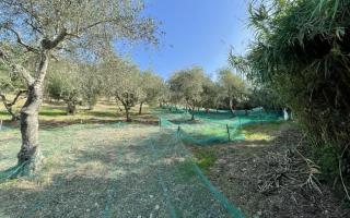 Земля за 18 000 евро в Скалее, Италия