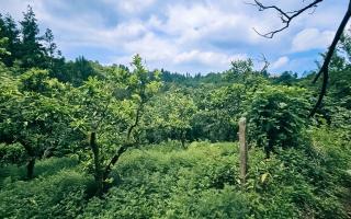 Земля за 43 032 евро в Батуми, Грузия