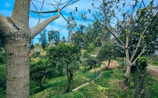 Земля за 33 507 евро в Батуми, Грузия