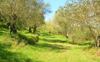 Земля за 198 000 евро на Корфу, Греция