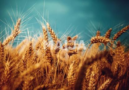 Земля за 2 300 000 евро в Латвии