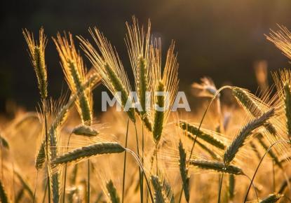 Земля за 7 200 000 евро в Латвии