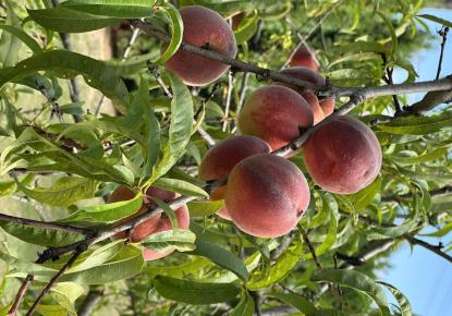 Вилла за 301 275 евро в Залачани, Венгрия