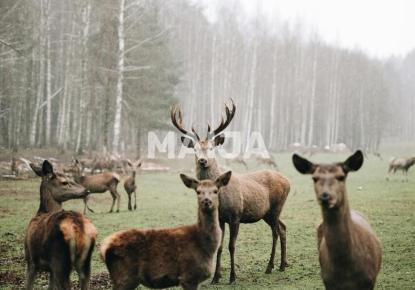 Вилла за 3 200 000 евро в Елгаве, Латвия