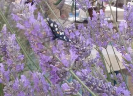 Отель, гостиница за 1 800 000 евро в Умаге, Хорватия