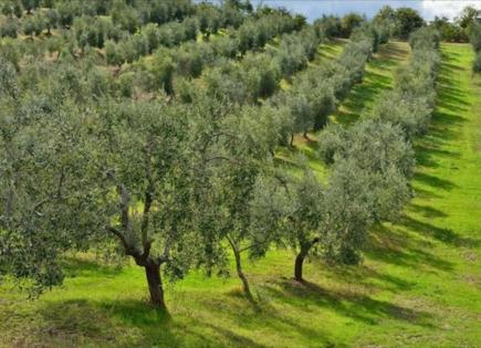 Земля за 350 000 евро на Халкидиках, Греция