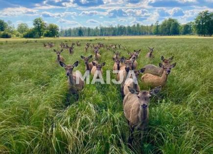 Коммерческая недвижимость за 800 000 евро в Латвии