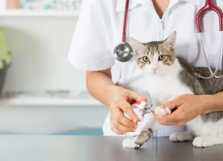 Коммерческая недвижимость за 360 000 евро в Барселоне, Испания