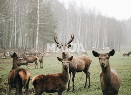 Вилла за 3 200 000 евро в Елгаве, Латвия