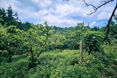 Земля за 44 083 евро в Батуми, Грузия
