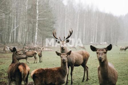 Вилла за 3 200 000 евро в Елгаве, Латвия