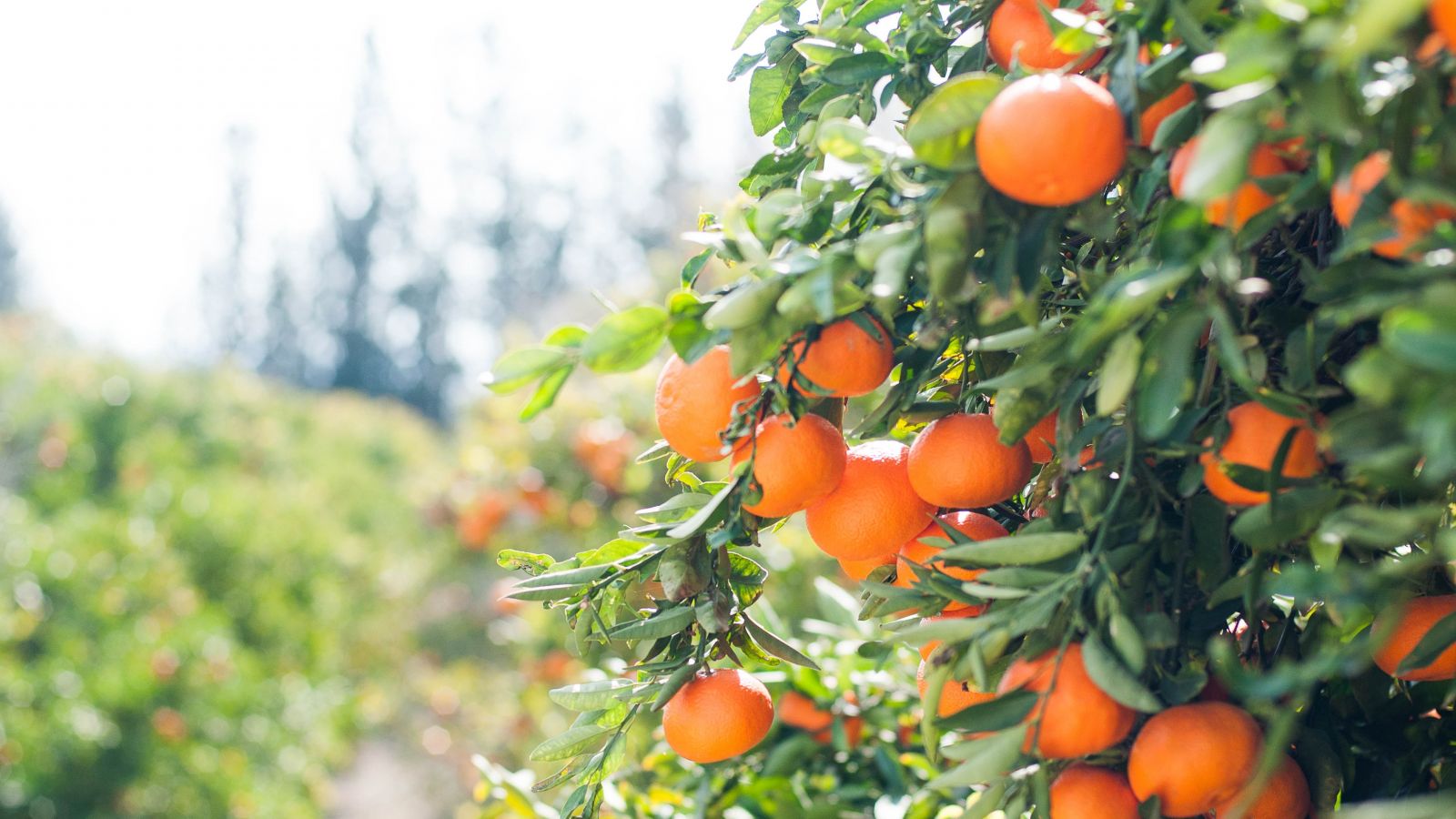 Апельсиновые деревья на Кипре