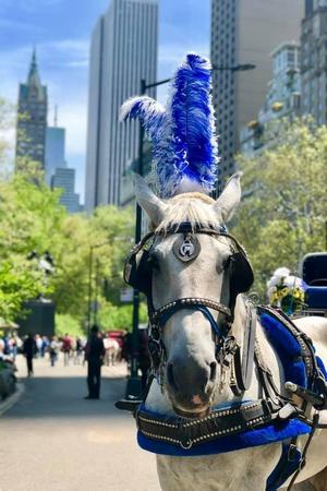 Лошадки как средство передвижения на улицах Нью-Йорка