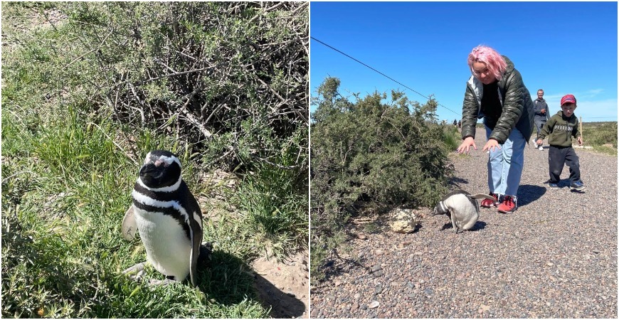 Пингвины в Аргентине