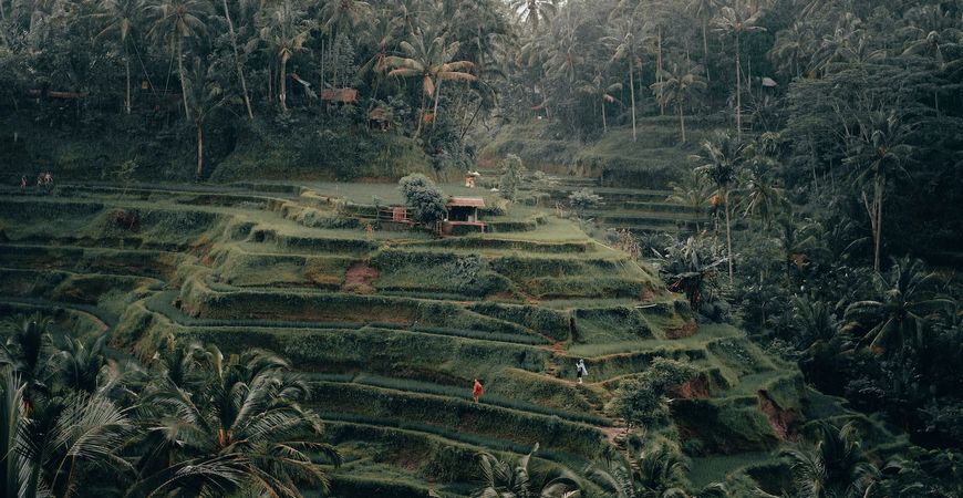 Рисовые плантации на Бали