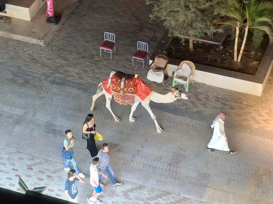 Верблюд гуляет по улице в Хургаде